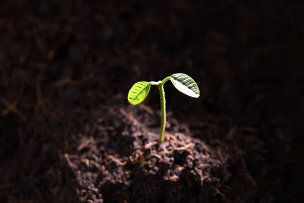 Planta Tânără Lumina Dimineții Care Crește Din Sol — Fotografie, imagine de stoc