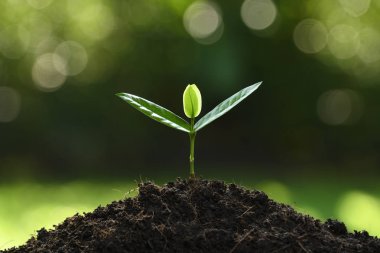 Doğanın arka planında sabah ışığında genç bir bitki