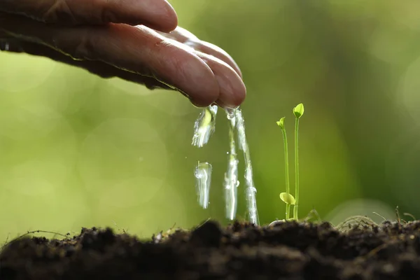 Human's hand watering twins young plant on nature background