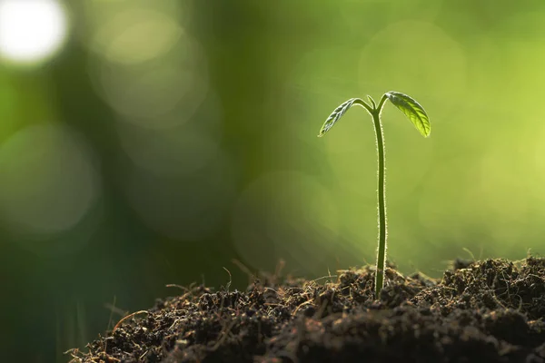 Planta Joven Luz Mañana Fondo Naturaleza —  Fotos de Stock