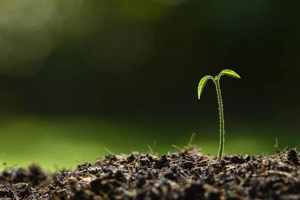 Jeune Plante Dans Lumière Matin Sur Fond Nature — Photo