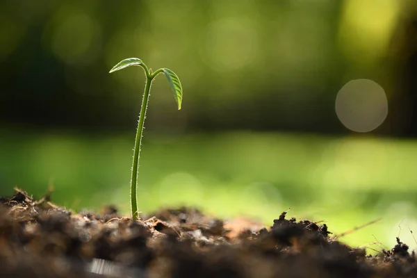 Jeune Plante Dans Lumière Matin Sur Fond Nature — Photo