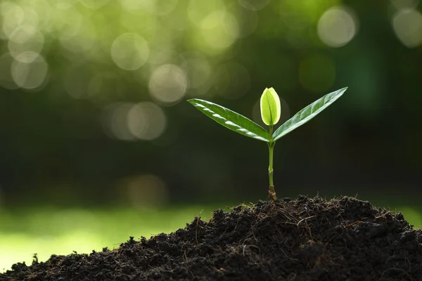 Planta Joven Luz Mañana Fondo Naturaleza — Foto de Stock