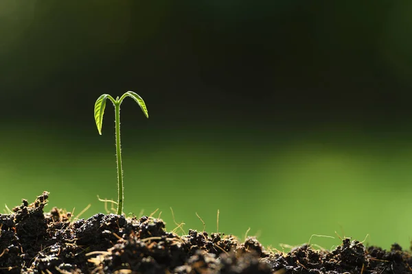 Planta Joven Luz Mañana Fondo Naturaleza —  Fotos de Stock