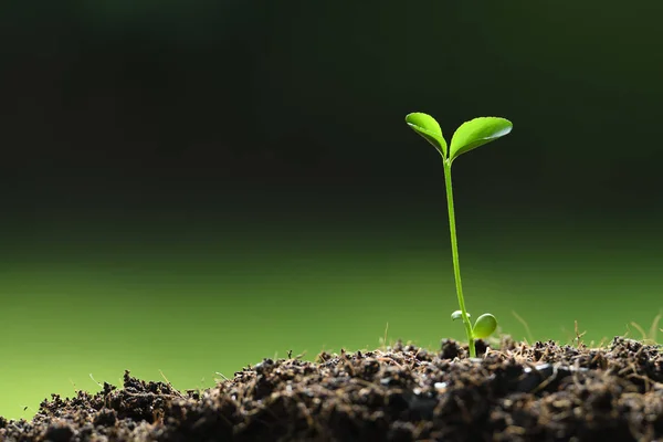 Young Plant Morning Light Nature Background — Stock Photo, Image