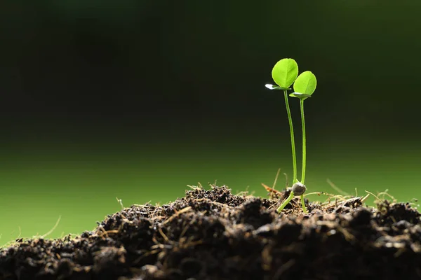 双胞胎幼植物在晨光在自然背景 — 图库照片