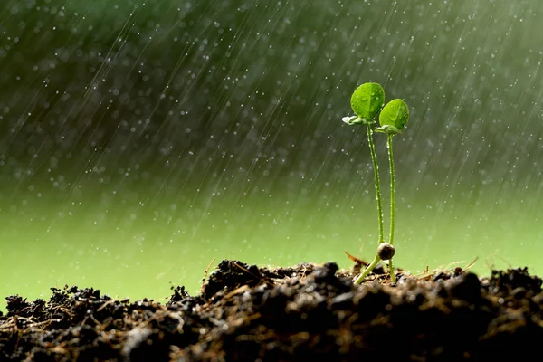 Tweelingen Jonge Plant Groeit Grond Regen — Stockfoto