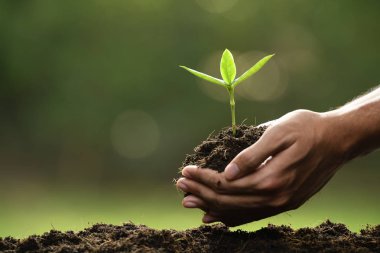 Elleri tutan ve yeşil bir genç bitki Bakımı