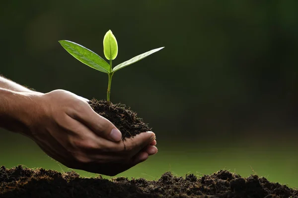Hands Holding Caring Green Young Plant — Stock Photo, Image