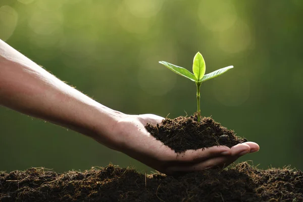 Hand Hält Und Pflegt Eine Grüne Junge Pflanze — Stockfoto