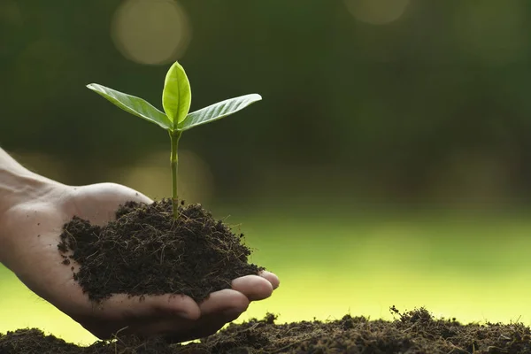 Mãos Segurando Cuidando Uma Planta Jovem Verde — Fotografia de Stock