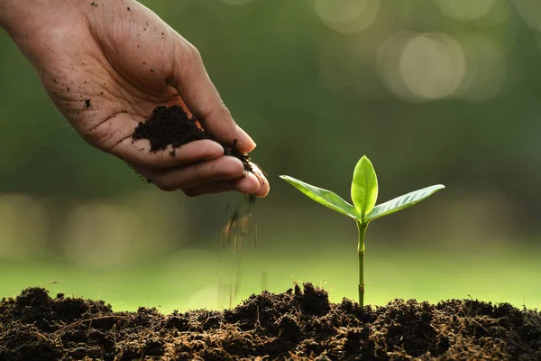 Mano Poniendo Tierra Alrededor Planta Joven Fondo Naturaleza — Foto de Stock