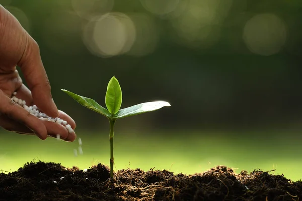 Mão Dando Fertilizante Químico Para Planta Jovem Fundo Natureza — Fotografia de Stock