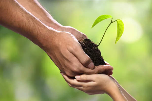 Duas Mãos Que Mantêm Unidas Uma Planta Jovem Verde — Fotografia de Stock