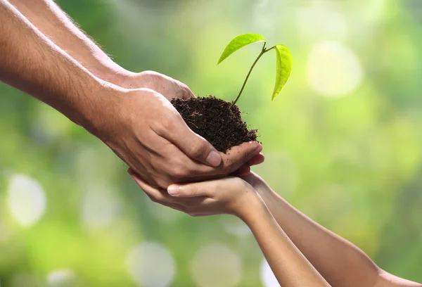 Duas Mãos Que Mantêm Unidas Uma Planta Jovem Verde — Fotografia de Stock