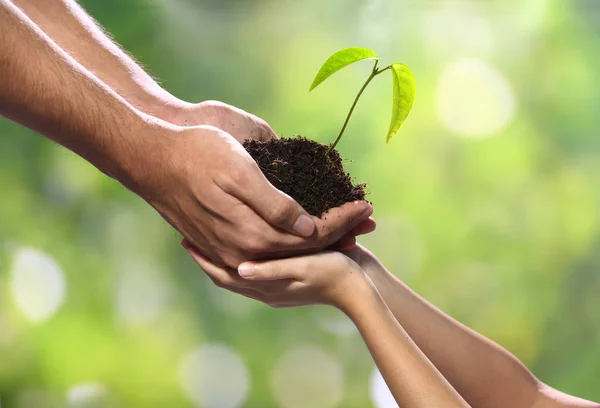 Deux Mains Tenant Ensemble Une Jeune Plante Verte — Photo