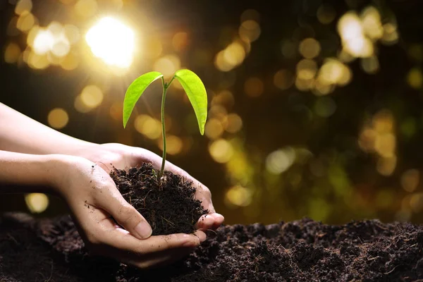 Händerna Håller Och Omsorg Grön Ung Planta — Stockfoto