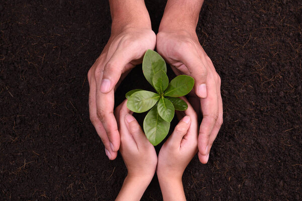 Руки людей, защищающие молодую растительность

