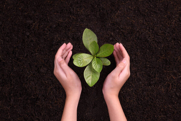 Руки людей, защищающие молодую растительность
