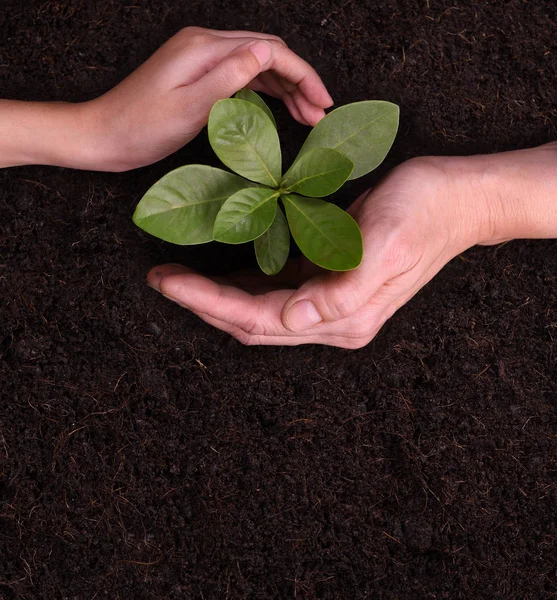 Las Manos Gente Cubriendo Protectores Alrededor Plantas Jóvenes —  Fotos de Stock