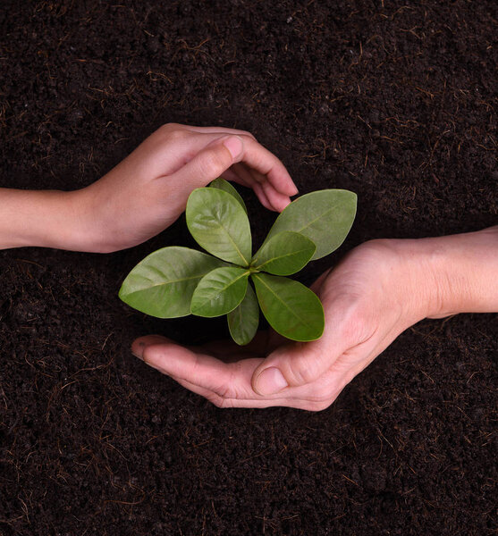 Руки людей, защищающие молодую растительность
