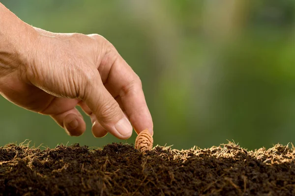 Mano Dell Uomo Piantare Semi Nel Terreno — Foto Stock