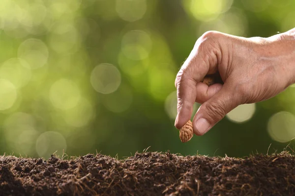 Human\'s hand planting seeds in soil