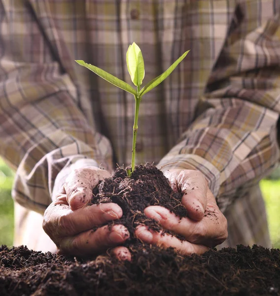Mâinile Țin Îngrijesc Plantă Tânără Verde — Fotografie, imagine de stoc