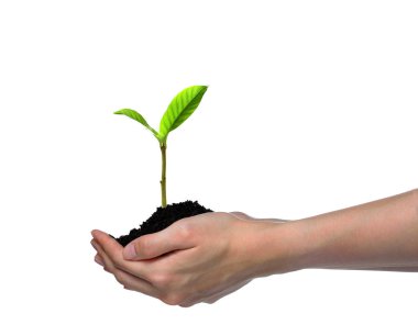 Elleri tutan ve beyaz arka plan üzerinde izole yeşil bir genç bitki Bakımı