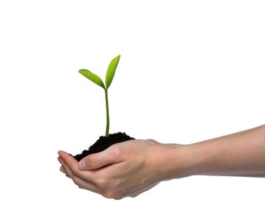 Elleri tutan ve beyaz arka plan üzerinde izole yeşil bir genç bitki Bakımı