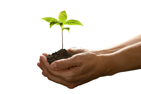 Mãos Segurando Cuidando Uma Planta Jovem Verde Isolada Fundo Branco — Fotografia de Stock