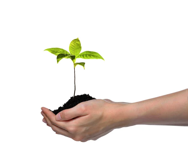 Mãos Segurando Cuidando Uma Planta Jovem Verde Isolada Fundo Branco — Fotografia de Stock