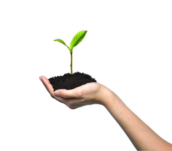 Mão Segurando Cuidando Uma Planta Jovem Verde Isolada Fundo Branco — Fotografia de Stock