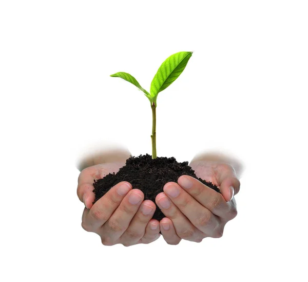 Mãos Segurando Cuidando Uma Planta Jovem Verde Isolada Fundo Branco — Fotografia de Stock