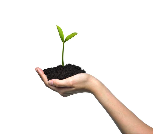 Ele Tutuşup Beyaz Arka Planda Izole Edilmiş Yeşil Bir Bitkiye — Stok fotoğraf