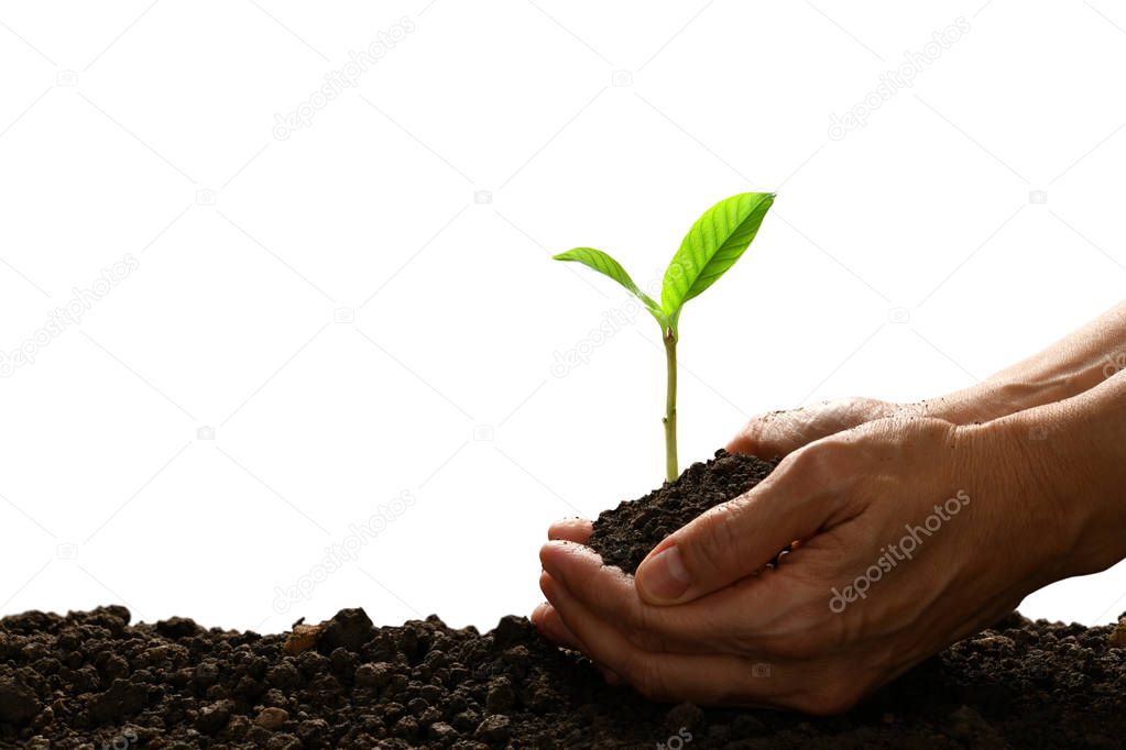 Hands holding and caring a green young plant isolated on white background