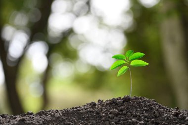 Dışarı topraktan doğa arka plan üzerinde büyüyen yeşil Filiz
