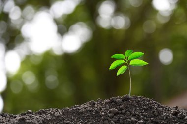 Dışarı topraktan doğa arka plan üzerinde büyüyen yeşil Filiz