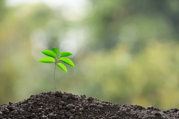 Grönt Spira Växa Från Marken Natur Botten — Stockfoto