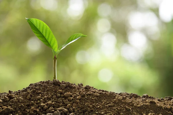 Green Sprout Growing Out Soil Nature Background — Stock Photo, Image