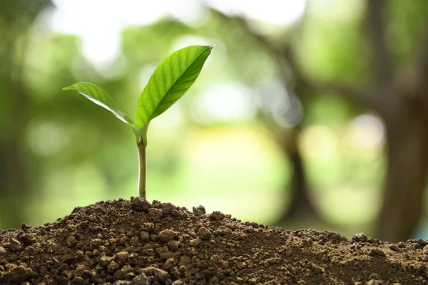 Green Sprout Growing Out Soil Nature Background — Stock Photo, Image