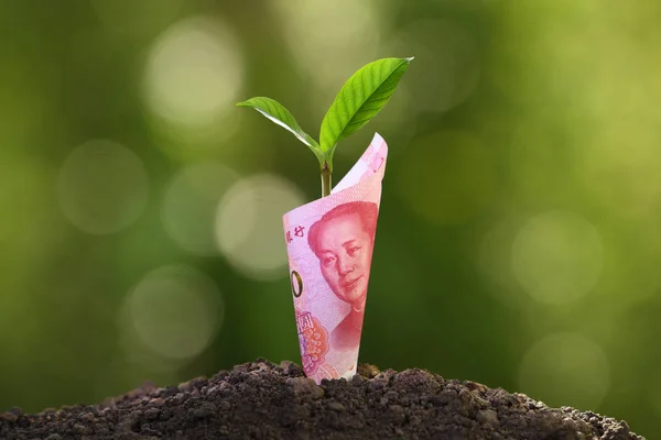 Obraz Chin Yuan Banknotów Roślin Rosnących Górze Dla Biznesu Zapisywanie — Zdjęcie stockowe