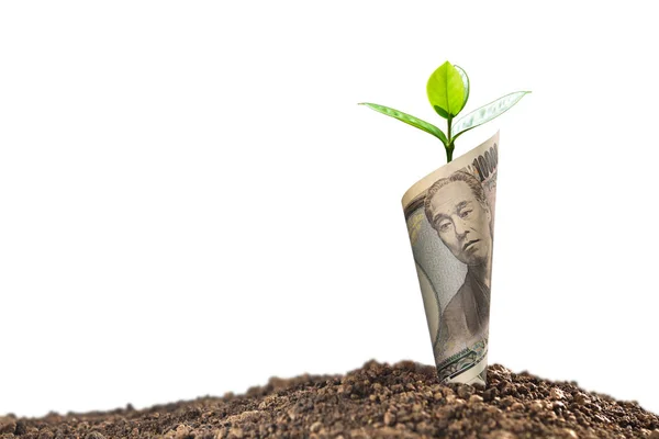 植物の成長するビジネス 白い背景で隔離の経済的概念上で日本円紙幣のイメージ — ストック写真