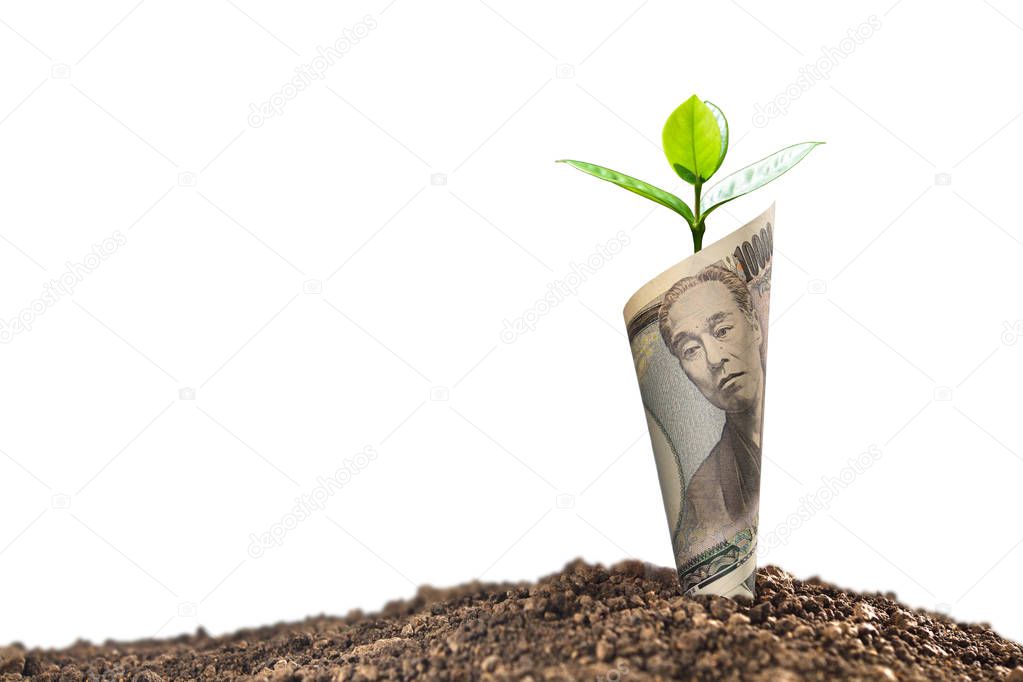 Image of Japanese yen banknote with plant growing on top for business, saving, growth, economic concept isolated on white background