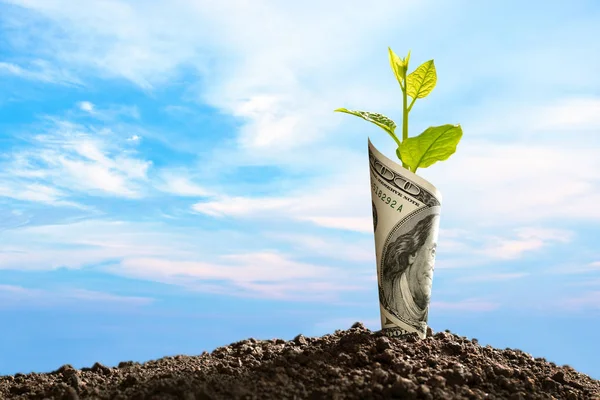 Obraz Nas Banknot Dolar Roślin Rosnących Górze Dla Biznesu Zapisywanie — Zdjęcie stockowe