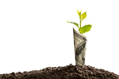 Bize görüntü kaydetme, büyüme, ekonomik kavram beyaz arka plan üzerinde izole iş için üstte büyüyen bitki ile Doları banknot