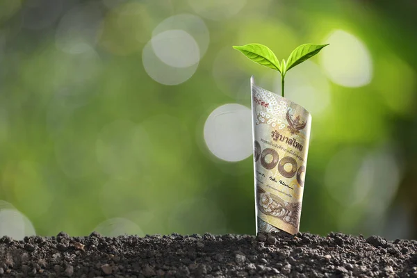 Образ Денежной Купюры Thai Растением Растущим Вершине Бизнеса Экономии Роста — стоковое фото