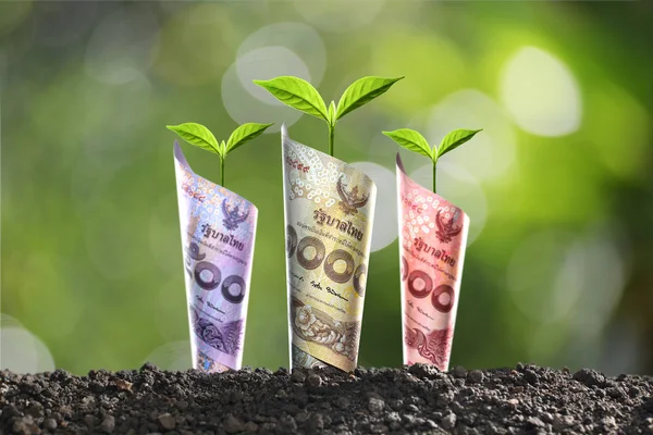 Obraz Pieniądze Tajski Banknotów Roślin Rosnących Górze Dla Biznesu Zapisywanie — Zdjęcie stockowe