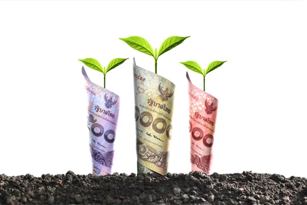 Obraz Pieniądze Tajski Banknotów Roślin Rosnących Górze Dla Biznesu Zapisywanie — Zdjęcie stockowe