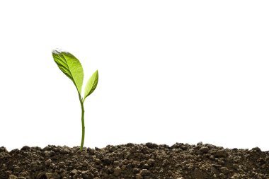 Topraktan çıkan yeşil filizler beyaz arka planda izole edilmiş.